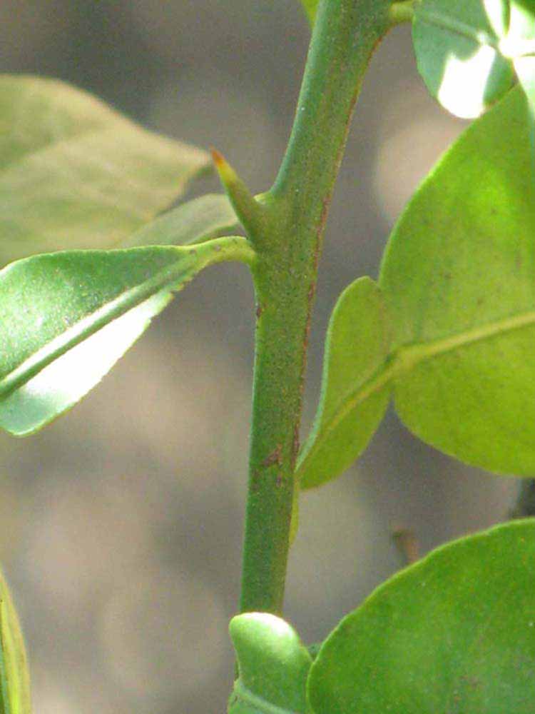            First year twig (Riverside, CA)   